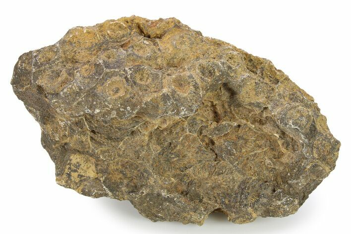Rough Fossil Coral (Actinocyathus) - Morocco #276741